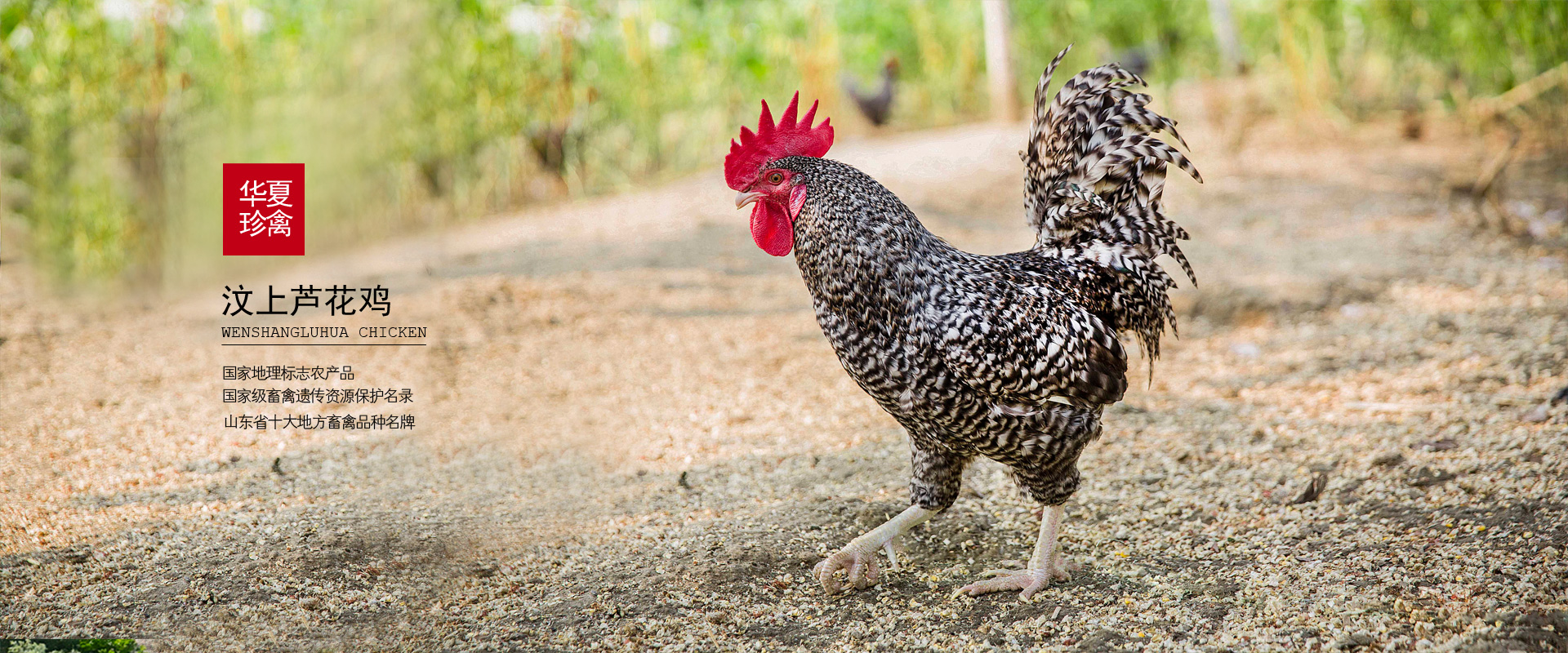 �����J���u���N�� - ɽ�|�����r(n��ng)���Ƽ��ɷ����޹�˾  